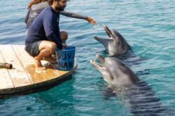 Swim With the Dolphins in the Carabbean and the US