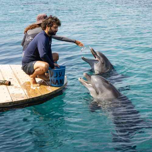 Swim With the Dolphins in the Carabbean and the US